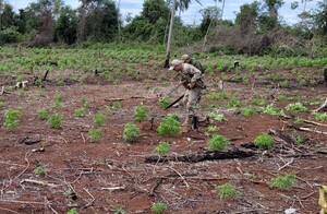 Más de 10 toneladas de marihuana fuera de circulación en Caaguazú - .::Agencia IP::.
