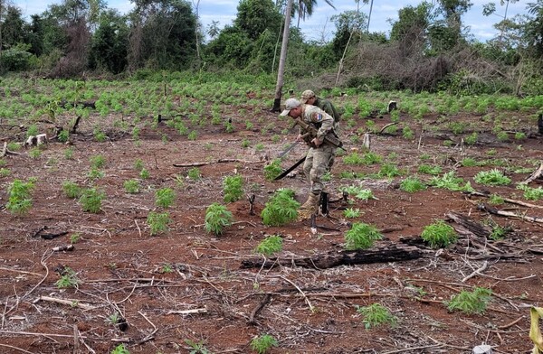 Más de 10 toneladas de marihuana fuera de circulación en Caaguazú - .::Agencia IP::.