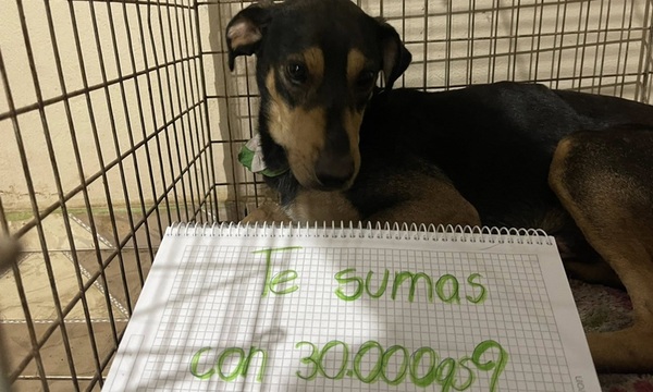 Con colectas y "a puro pulmón" Pata Patrulla sostiene rescates - OviedoPress
