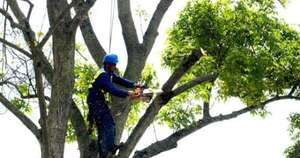 Diario HOY | Recuerdan a asuncenos que la poda de árboles debe contar con autorización municipal
