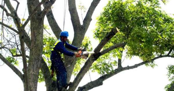 Diario HOY | Recuerdan a asuncenos que la poda de árboles debe contar con autorización municipal