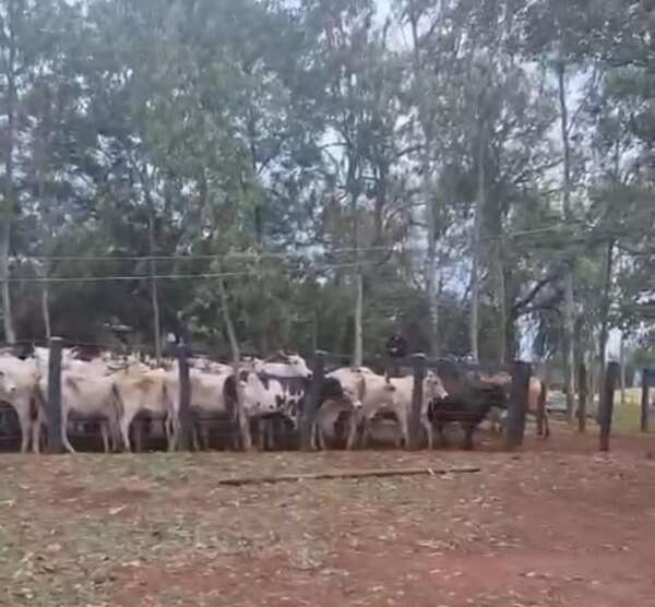 Recuperan en Amambay bovinos robados en Canindeyú - Nacionales - ABC Color