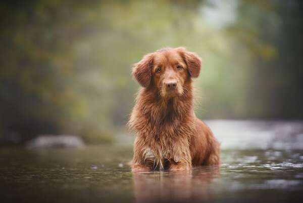 Perros con “superpoderes”: razas que sorprenden por sus habilidades naturales únicas - Mascotas - ABC Color