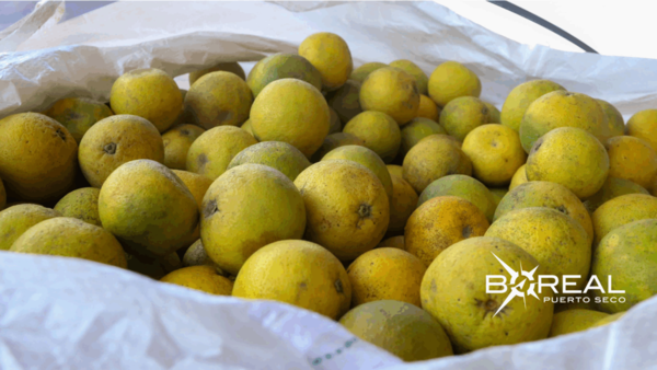 Exportación de pomelo: se concreta segundo envío de más de 28 toneladas | Unicanal