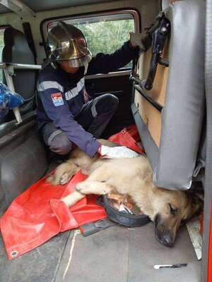 Bomberos asisten a un perro que habría sido arrojado de un auto - Nacionales - ABC Color