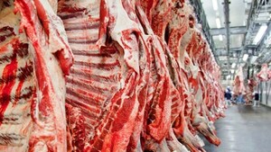 El Novillo Tipo 2.0 subió 4 % en mayo y alcanzó los US$ 1.322 por cabeza