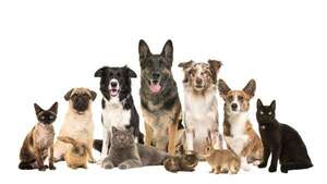 ¿Gato, perro o conejo? La mejor mascota para quienes viven solos - Mascotas - ABC Color