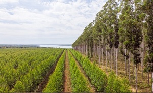 Sector forestal celebra récord de exportaciones y se alista para la Expo Madera 2025 - OviedoPress