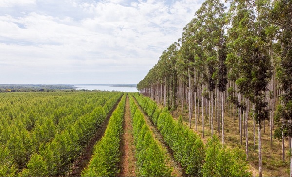 Sector forestal celebra récord de exportaciones y se alista para la Expo Madera 2025 - OviedoPress