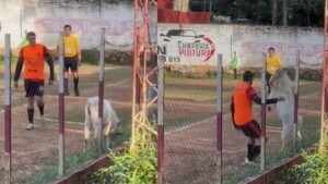 Una cabra interrumpió el partido y persiguió a un jugador en Luque