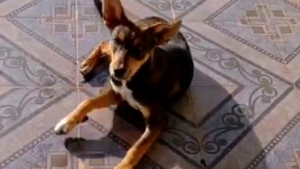 Video: Paco, el perro héroe que ayudó a recuperar una moto robada en Concepción