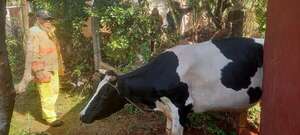 Video: así rescataron a una vaca que quedó atorada en una casa - Nacionales - ABC Color
