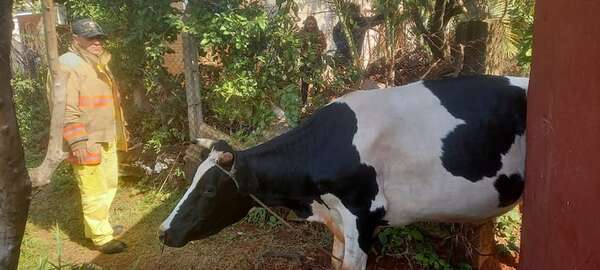 Video: así rescataron a una vaca que quedó atorada en una casa - Nacionales - ABC Color