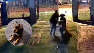Un valiente perrito evitó que robaran la moto de sus dueños - Noticiero Paraguay