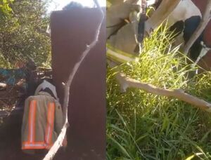 (VIDEO). Insólito rescate en una vivienda de Villa Elisa