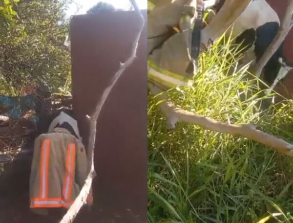 (VIDEO). Insólito rescate en una vivienda de Villa Elisa