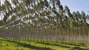 Paraguay buscará atraer a inversionistas europeos
