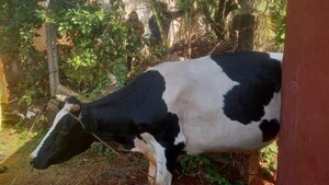 Vaca rescatada: Bomberos la liberan tras quedar atorada en su huida de perros