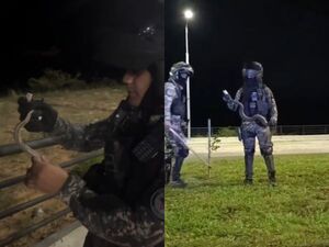 (VIDEO). Agentes del grupo Lince rescatan a una yarará bebé
