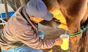 SINAFOCAL certificó a profesionales en producción bovina en Ñeembucú