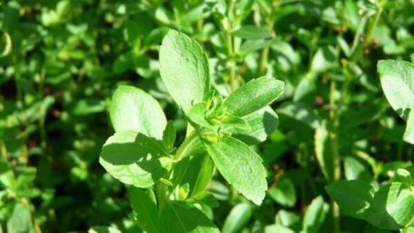 Piden el apoyo del MAG para impulsar el cultivo de ka’a he’ê - Economía - ABC Color