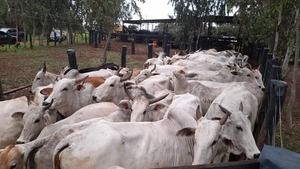 Abigeato en Capitán Bado: aprehenden a un hombre y recuperan 43 animales vacunos