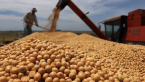 Exportaciones de soja pierden USD 480 millones