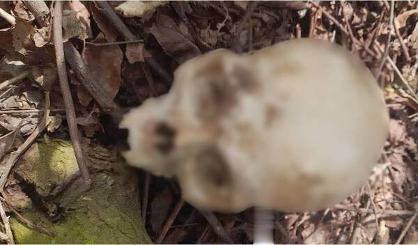Macabro hallazgo en el Este: apareció una calavera con algo de dinero; no se sabe de qué sexo es