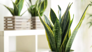 ¡Deshumificadores ecológicos! Las plantas que podemos usar en casa para combatir la humedad