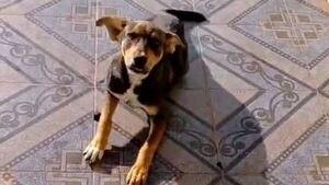 Paco, el perrito que hizo correr al robamotos será premiado