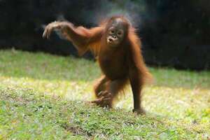 Fuga inesperada en el zoo de Fráncfort: cuatro orangutanes anduvieron sueltos durante una hora - Mundo - ABC Color