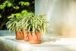 Plantas que reducen la humedad en casa - Estilo de vida - ABC Color