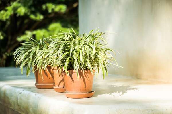 Plantas que reducen la humedad en casa - Estilo de vida - ABC Color