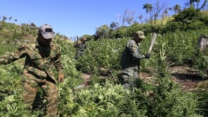 La narrativa narco que gana espacio en la cultura popular