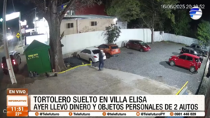 Tortolero suelto en Villa Elisa