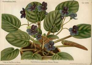 Geranios, ficus y violetas: el legado colonial oculto de las plantas de interior - Mundo - ABC Color