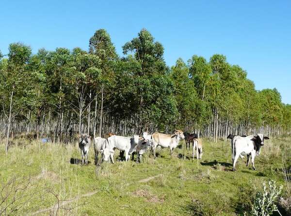 Acuerdo con Singapur: Paraguay generaría más US$ 250 millones con créditos de carbono, según el MIC - Economía - ABC Color