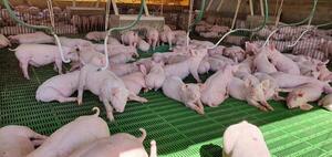 Sector porcino proyecta 100.000 madres reproductoras y 3 millones de cabezas anuales para 2030