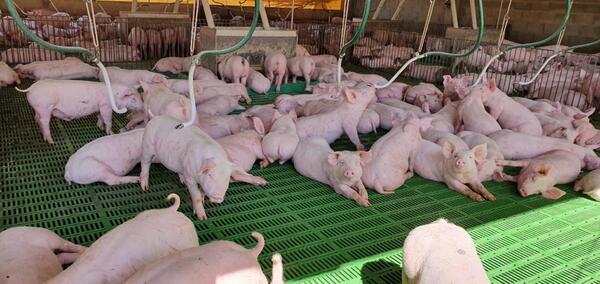 Sector porcino proyecta 100.000 madres reproductoras y 3 millones de cabezas anuales para 2030