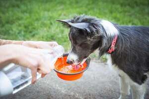 ¿Cuánta agua necesita tu perro al día? La guía que todo dueño responsable debe conocer - Mascotas - ABC Color