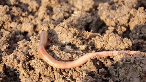 Estudio revela un mecanismo evolutivo de las lombrices de tierra que desafiaría a Darwin