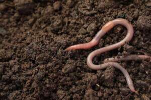Lombrices contra Darwin: ¿el hallazgo genético que reescribe la evolución? - Ciencia - ABC Color