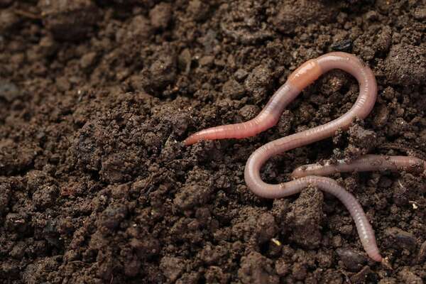 Lombrices contra Darwin: ¿el hallazgo genético que reescribe la evolución? - Ciencia - ABC Color
