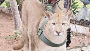 El que entra sin permiso puede terminar con el puma, advierten