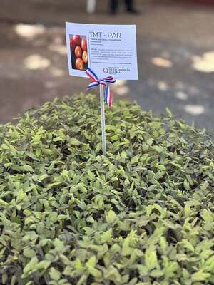 Plantines de tomate nacional desarrollados por el IPTA llegan a varios semilleros del país - .::Agencia IP::.