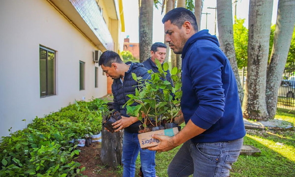 "Tajy, El Gigante de Caaguazú": Mañana se realizá la mayor plantatón ambiental del país - OviedoPress