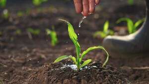 Cómo la luz que reflejan los cultivos impacta en la temperatura y el rendimiento agrícola - Ciencia - ABC Color
