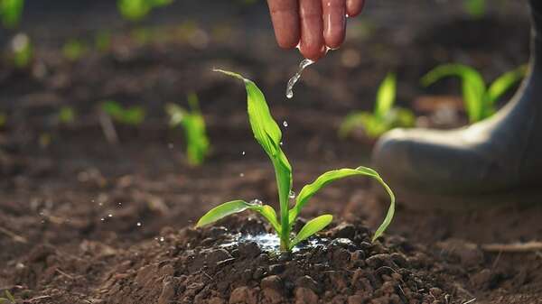 Cómo la luz que reflejan los cultivos impacta en la temperatura y el rendimiento agrícola - Ciencia - ABC Color