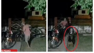 Ares Maximiliano, el perrito que impidió que robaran la bici de su "hermanito humano"