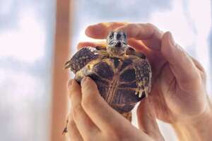¿Las tortugas sienten cariño? Lo que se sabe sobre sus emociones y vínculos - Mascotas - ABC Color